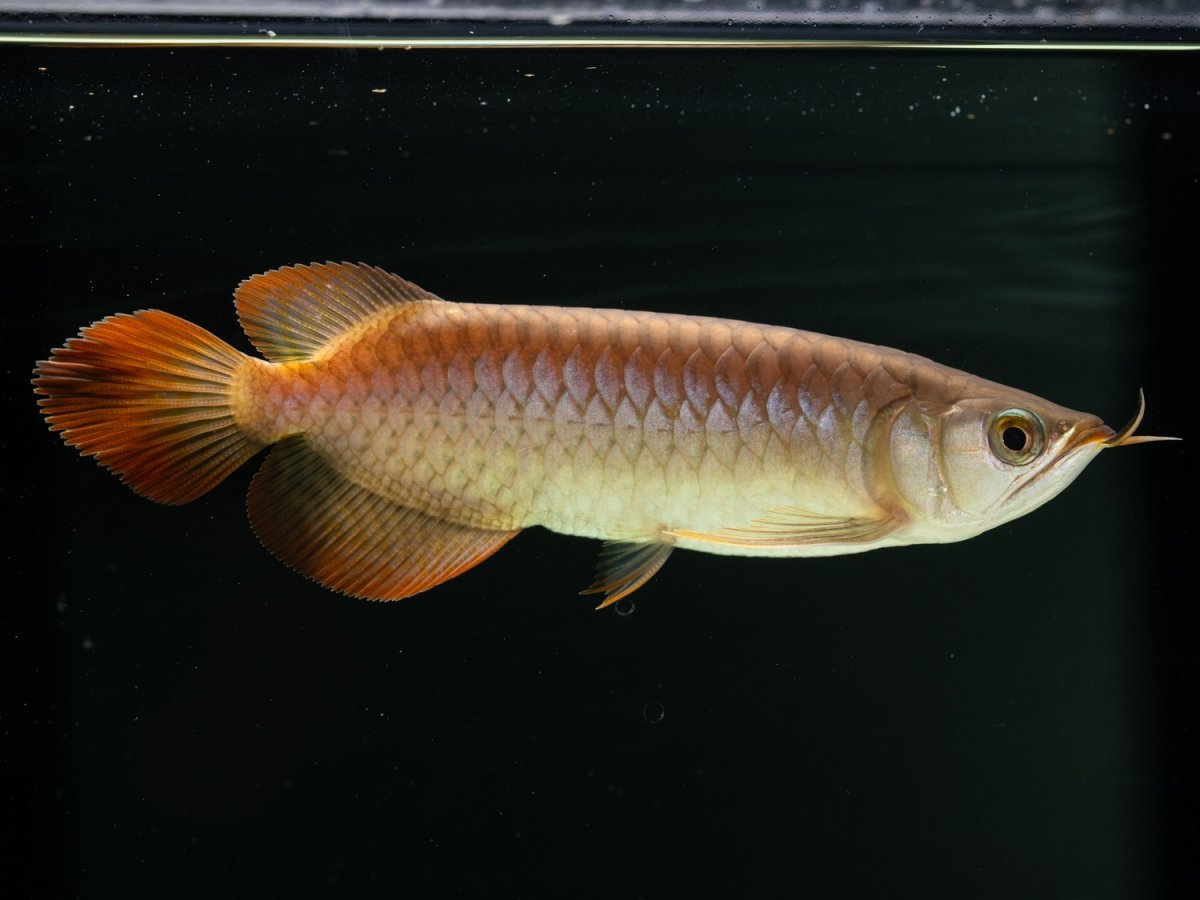 画像4: SUMO NO.25（小結） (4)