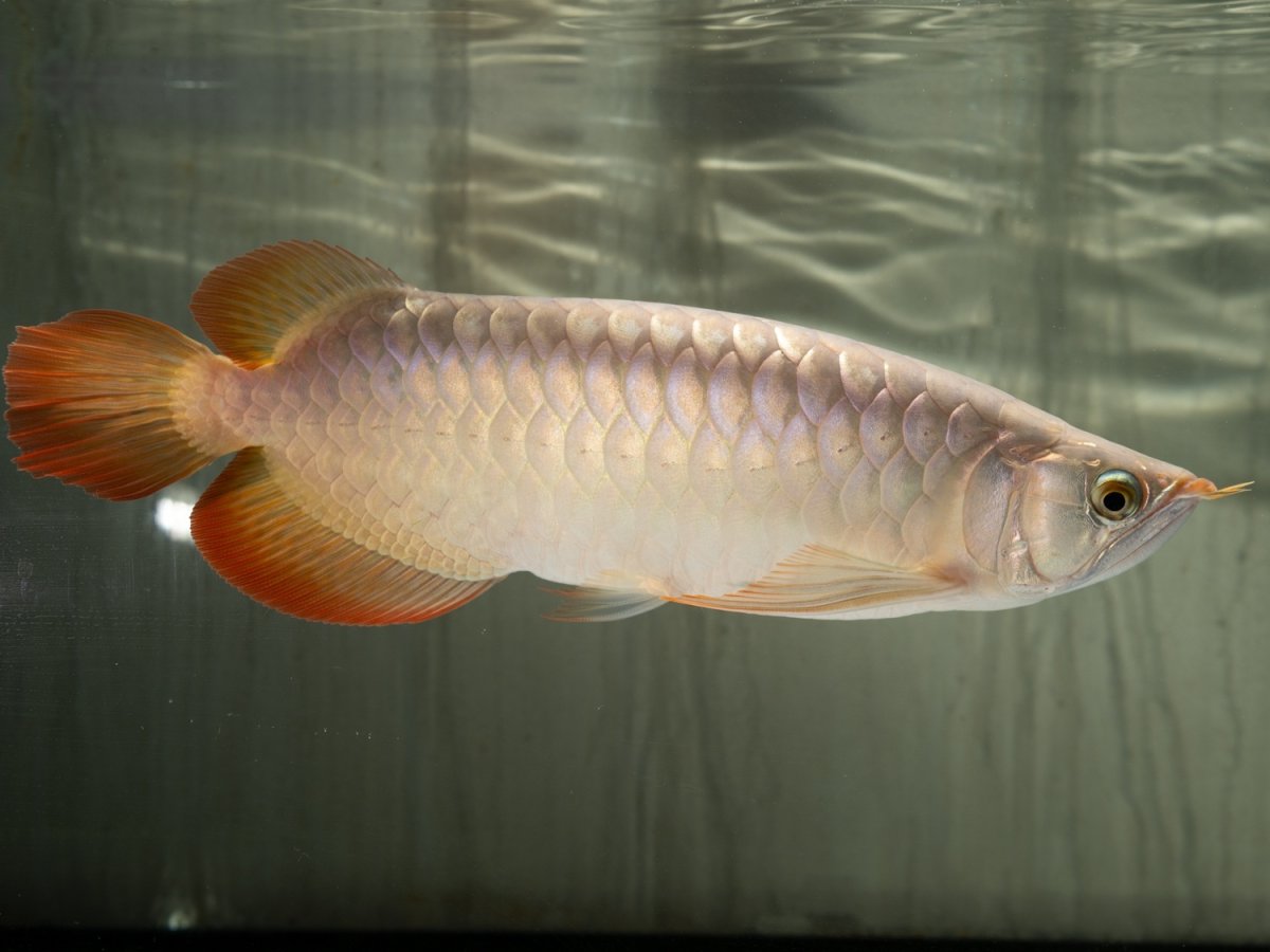 画像8: SUMO NO.49（小結） (8)