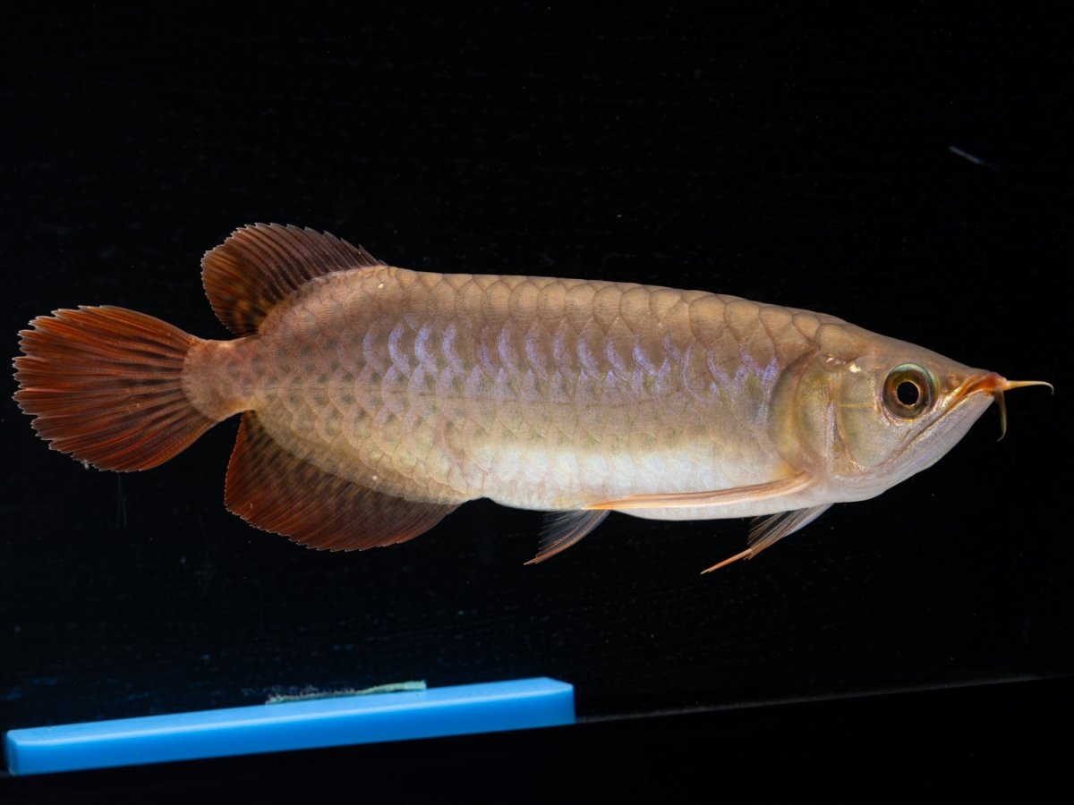 画像7: SUMO NO.30（小結） (7)