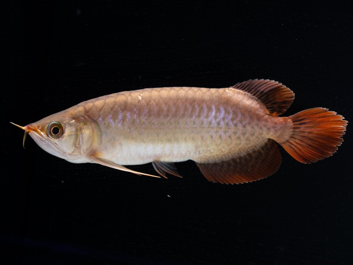 画像6: SUMO NO.30（小結） (6)