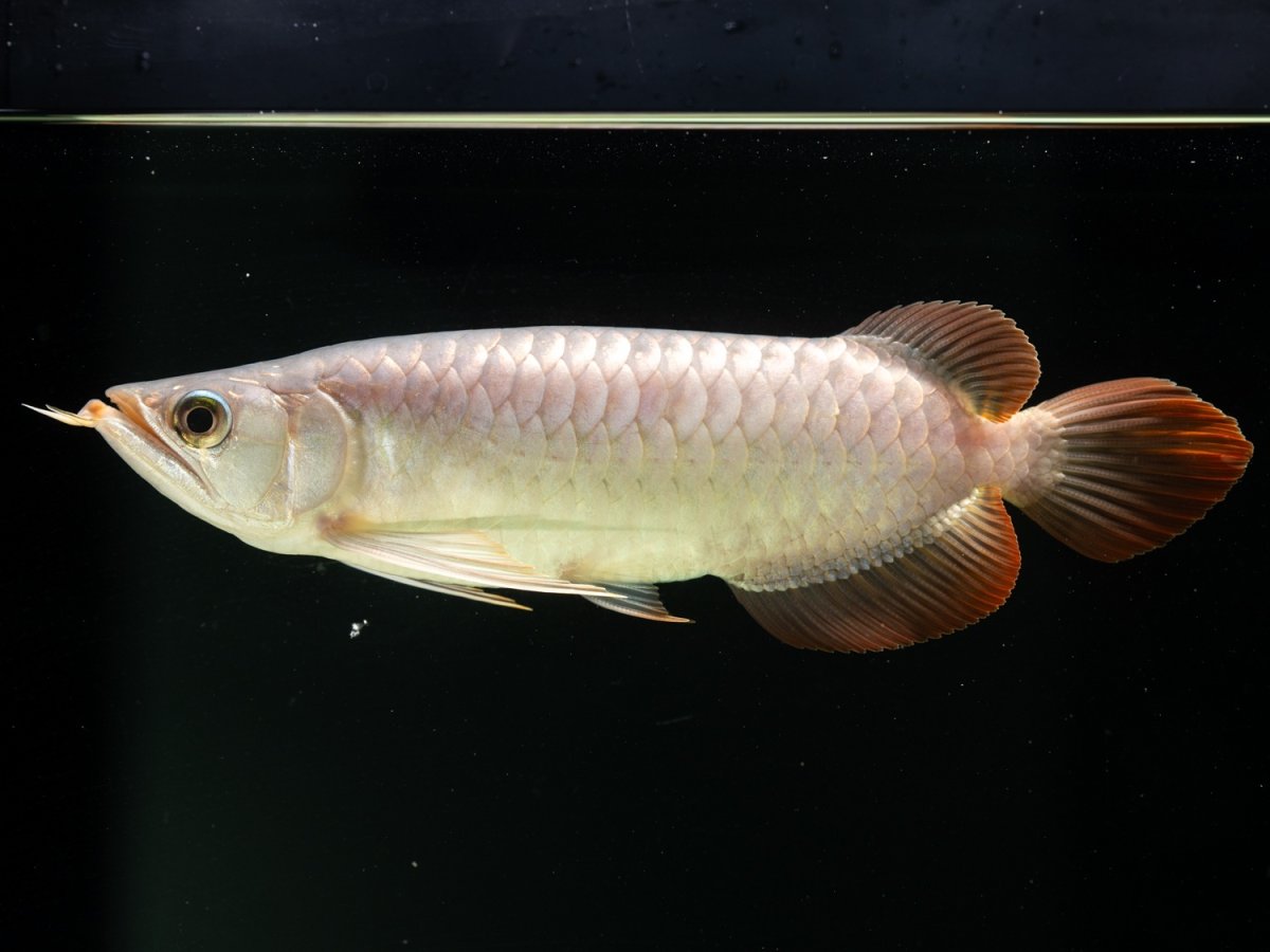 画像6: SUMO NO.8（関脇） (6)