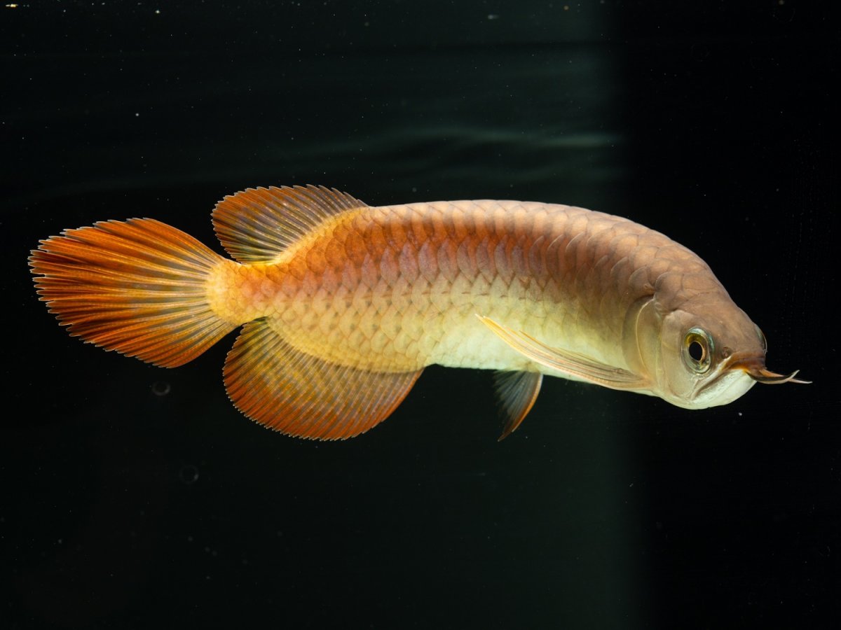 画像8: SUMO NO.25（小結） (8)