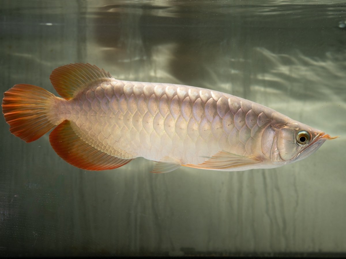 画像6: SUMO NO.49（小結） (6)