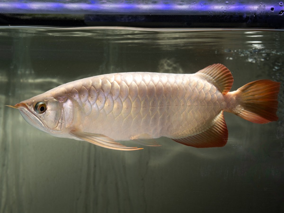 画像9: SUMO NO.49（小結） (9)