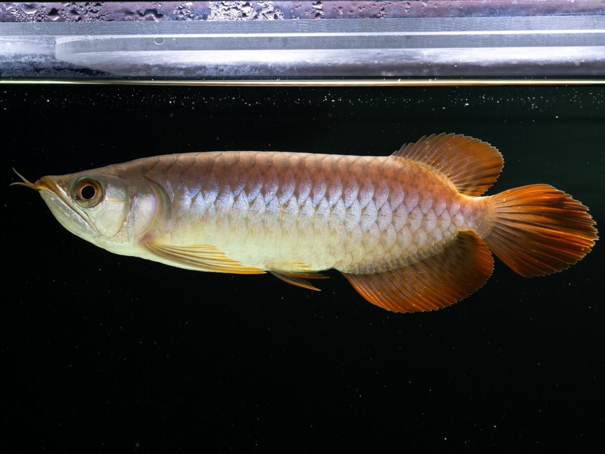 画像4: SUMO NO.24（関脇） (4)