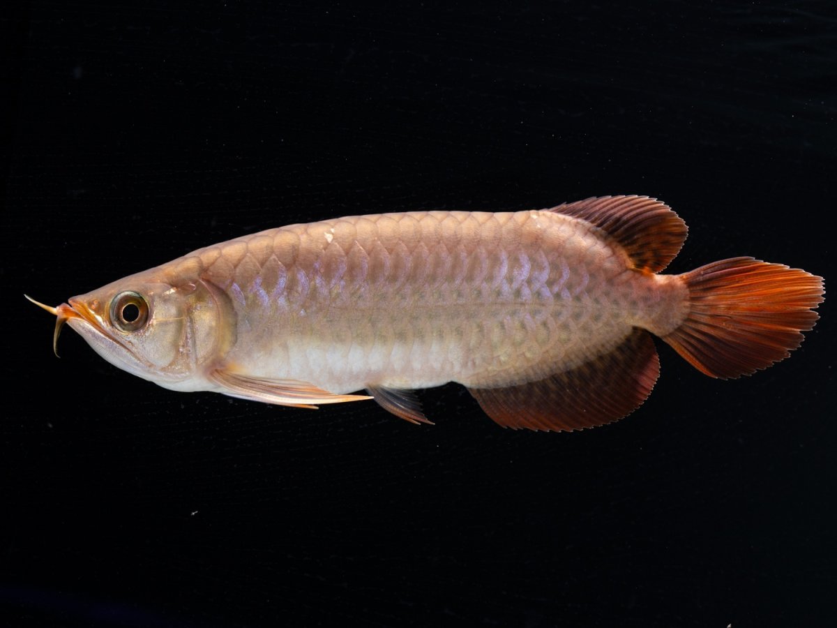 画像2: SUMO NO.30（小結） (2)