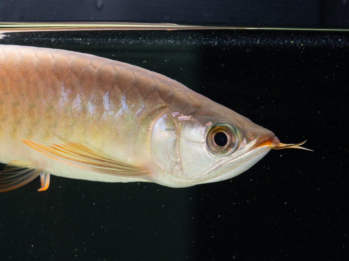 画像7: SUMO NO.17（関脇） (7)