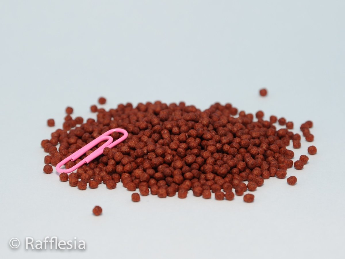 画像2: ブラッドレッド パロット＋ (2)