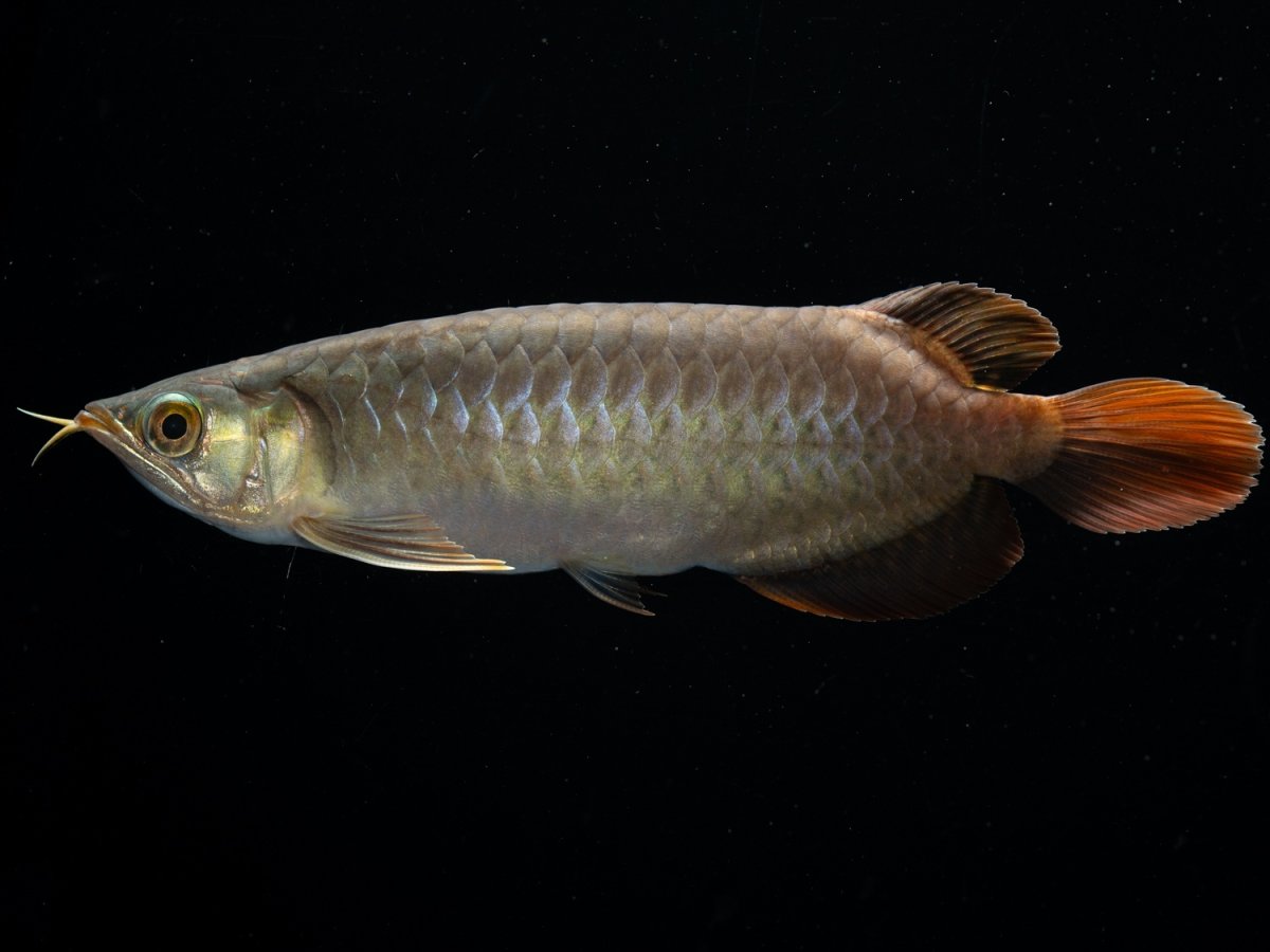 画像3: SUMO NO.27（関脇） (3)