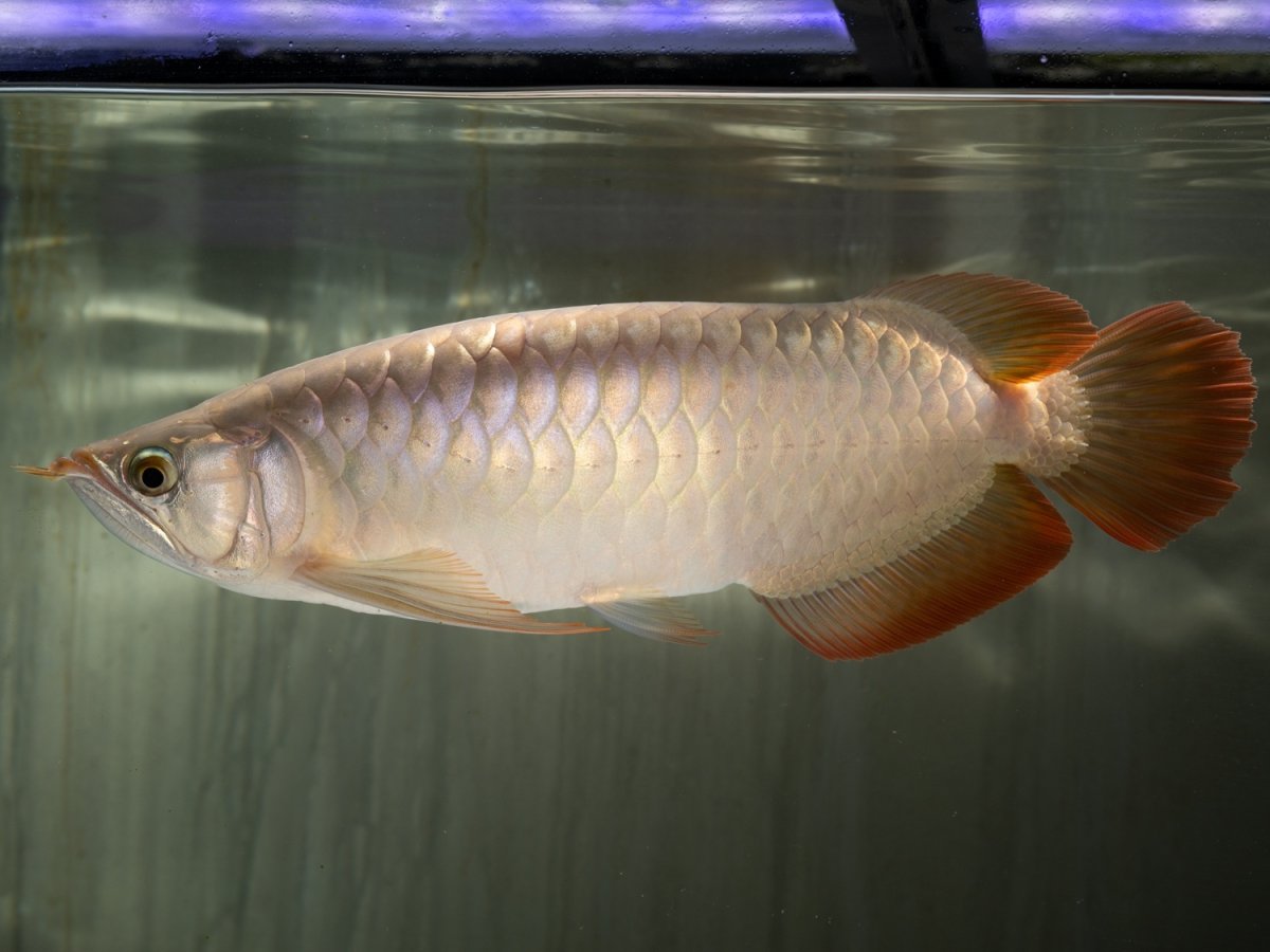 画像5: SUMO NO.49（小結） (5)