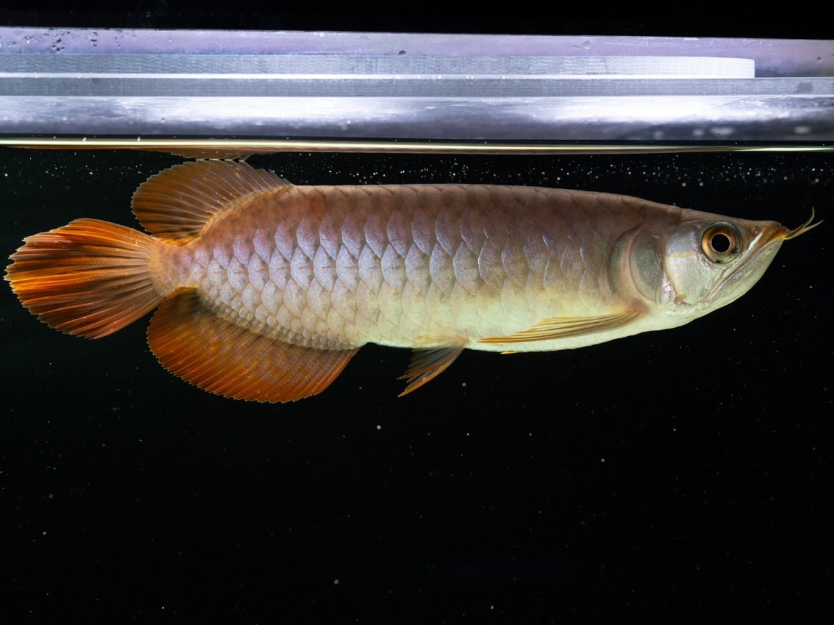 画像3: SUMO NO.24（関脇） (3)