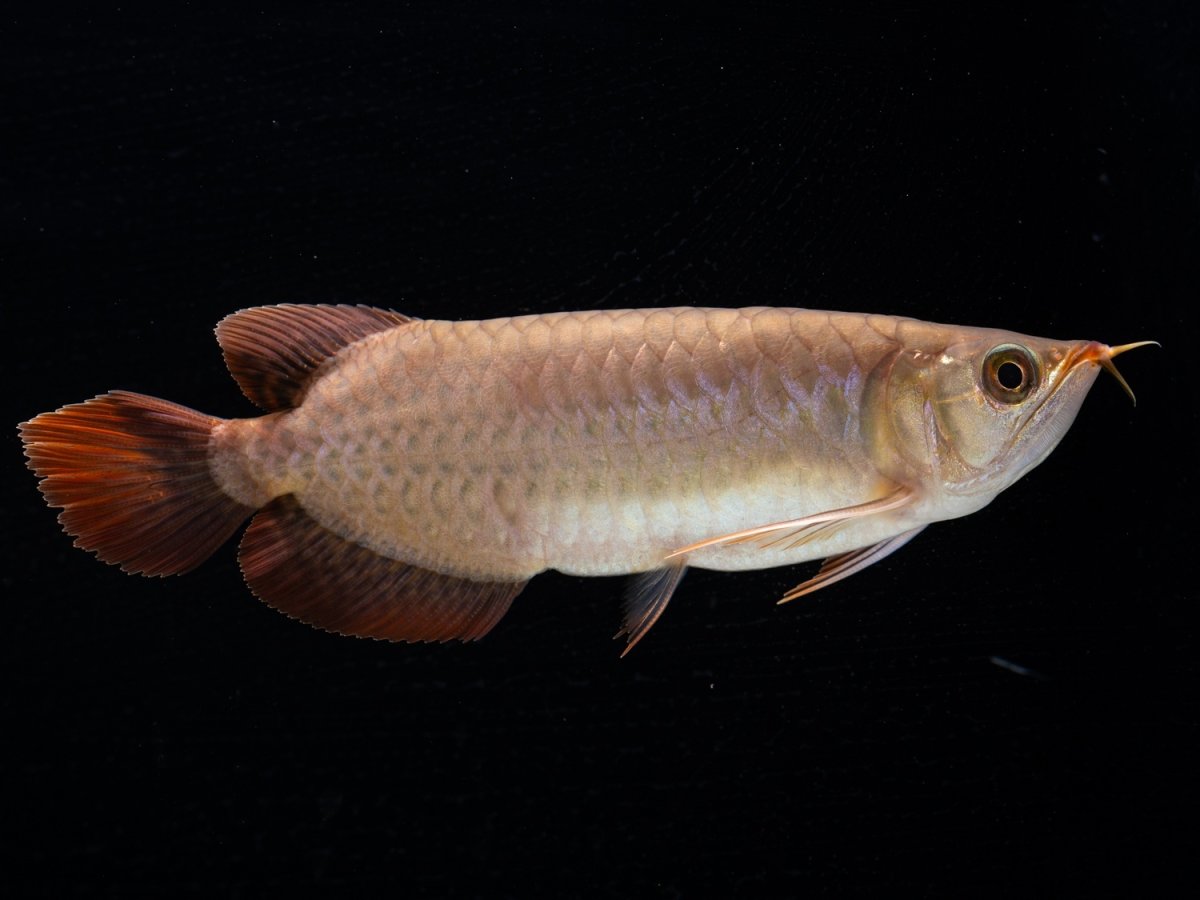 画像3: SUMO NO.30（小結） (3)