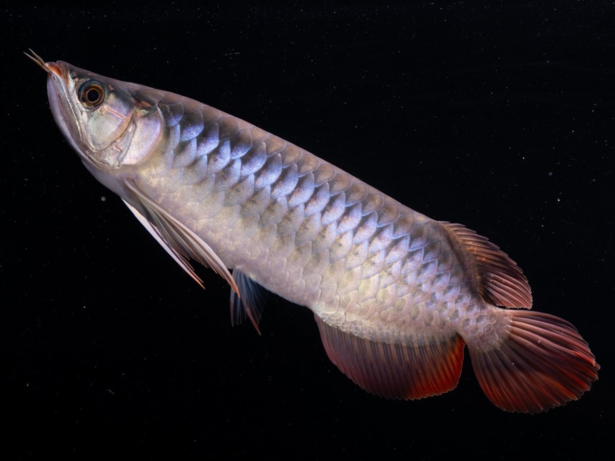 画像2: SUMO NO.20（関脇） (2)