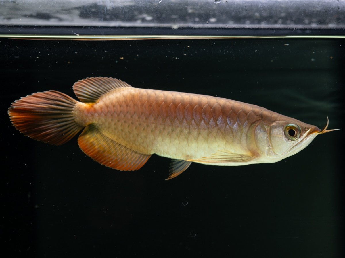 画像2: SUMO NO.25（小結） (2)