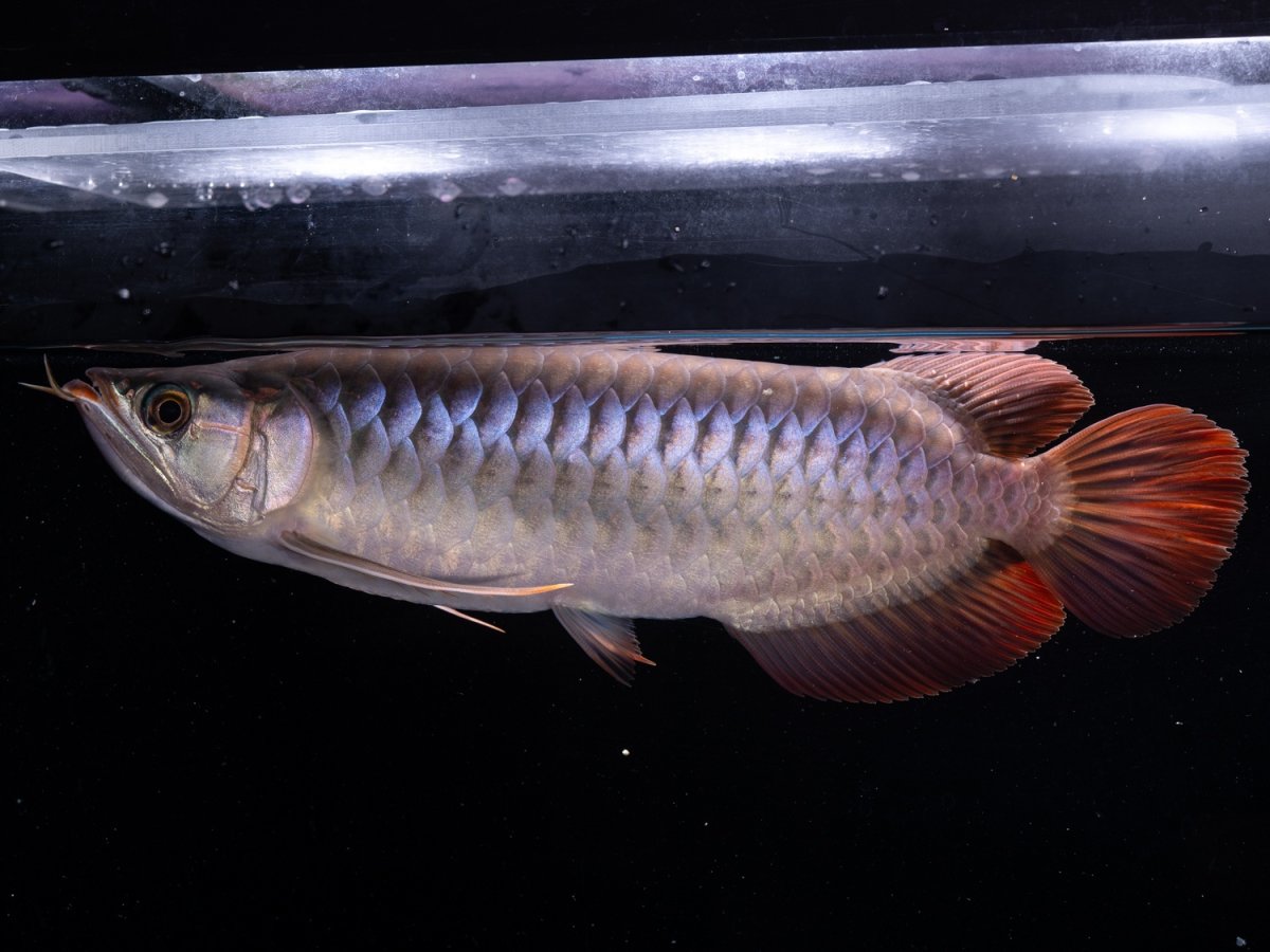 画像6: SUMO NO.20（関脇） (6)