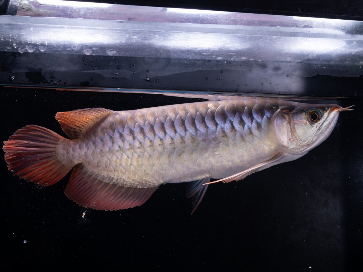 画像3: SUMO NO.20（関脇） (3)