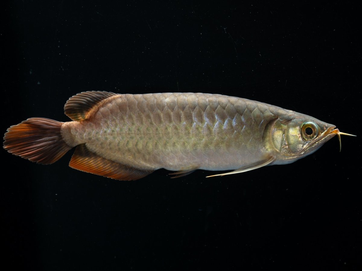 画像2: SUMO NO.27（関脇） (2)