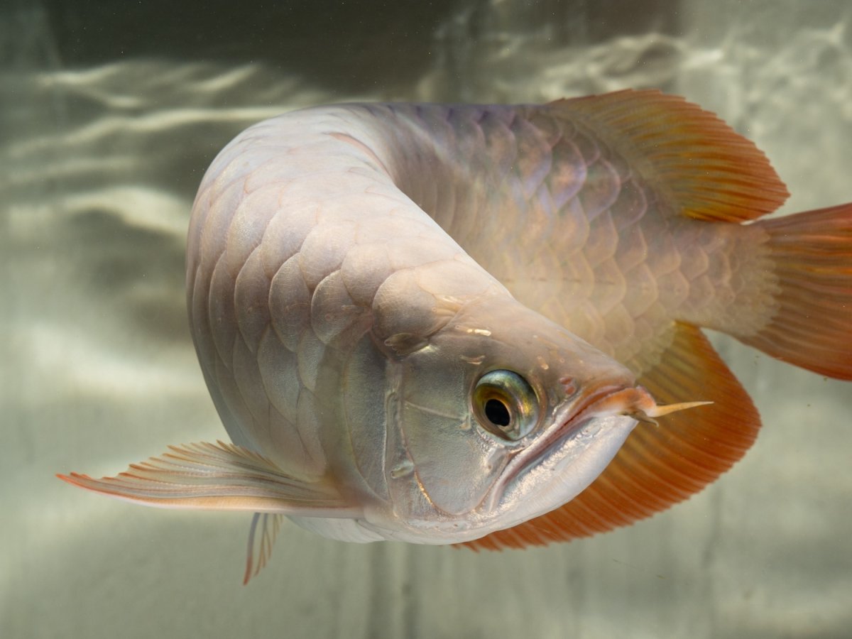 画像10: SUMO NO.49（小結） (10)