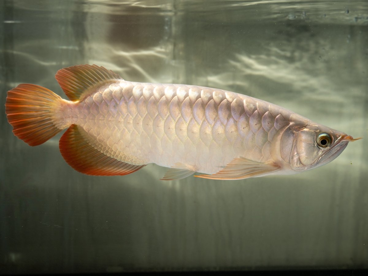 画像4: SUMO NO.49（小結） (4)