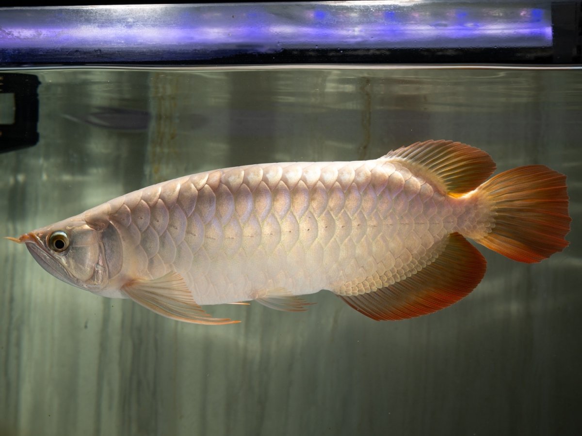 画像7: SUMO NO.49（小結） (7)