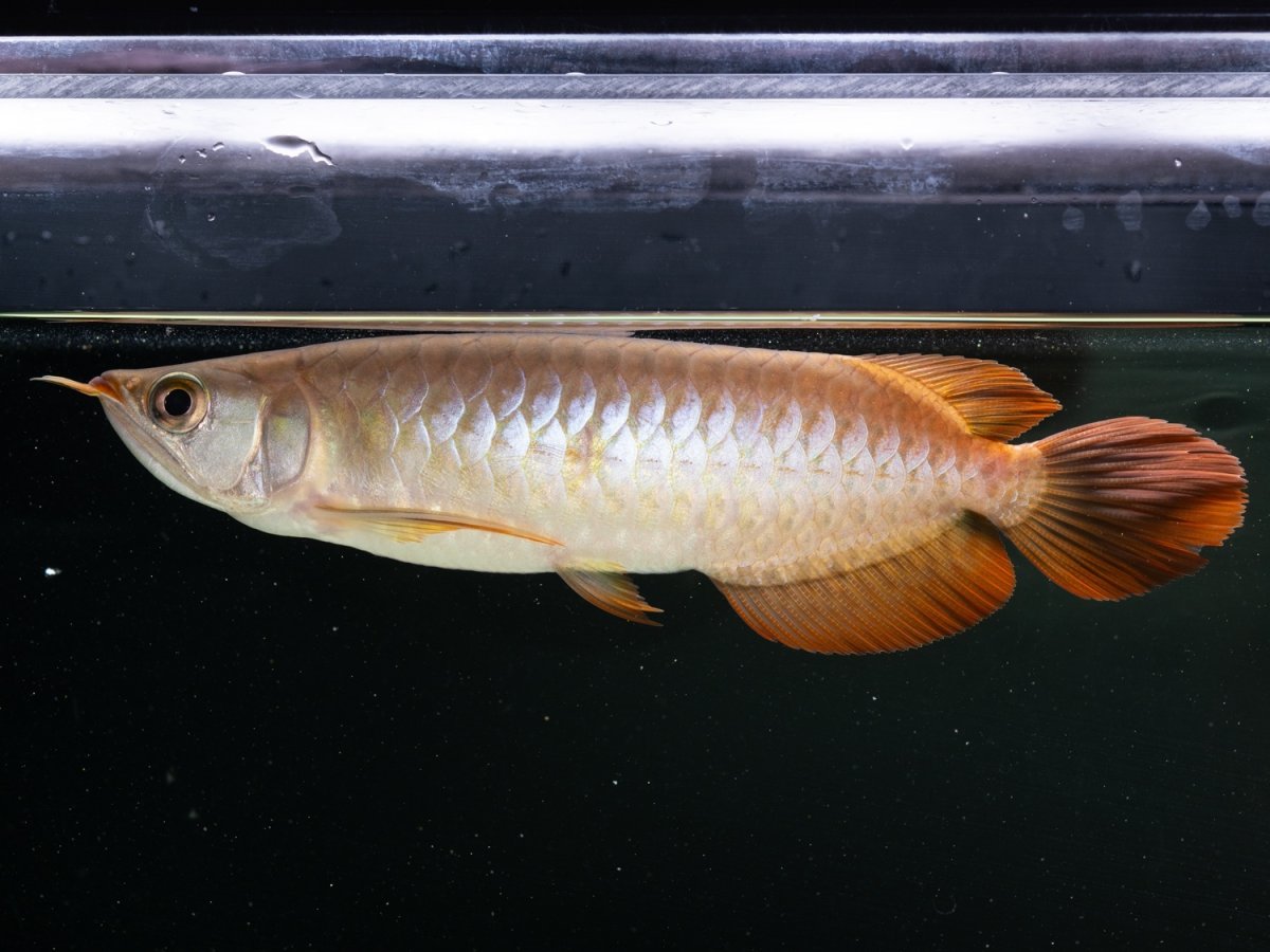 画像2: SUMO NO.17（関脇） (2)