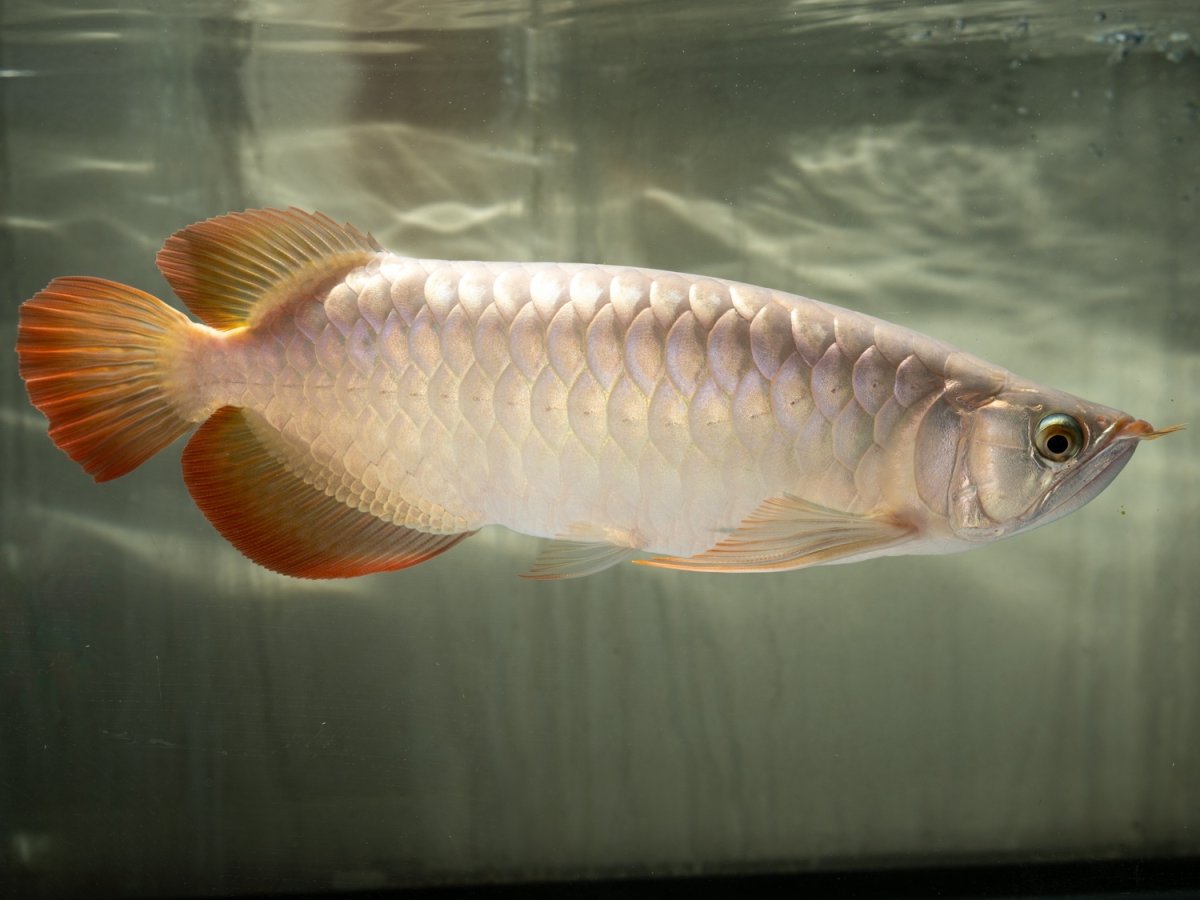 画像2: SUMO NO.49（小結） (2)