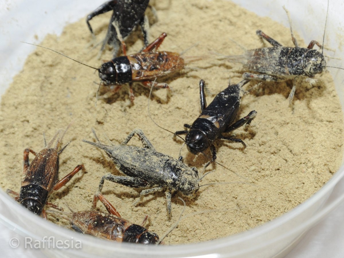 画像4: 爬虫類牧場パウ「コオロギ・ミルワームの餌」 (4)