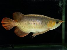 画像6: スーパーレッド （ショート個体） NO.444(下取り魚) (6)