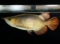 画像3: スーパーレッド （ショート個体） NO.444(下取り魚) (3)
