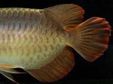 画像9: スーパーレッド （ショート個体） NO.444(下取り魚) (9)