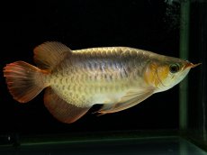 画像2: スーパーレッド （ショート個体） NO.444(下取り魚) (2)