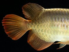 画像8: スーパーレッド （ショート個体） NO.444(下取り魚) (8)