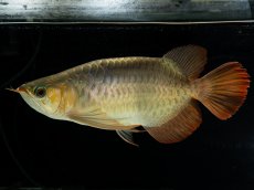 画像7: スーパーレッド （ショート個体） NO.444(下取り魚) (7)