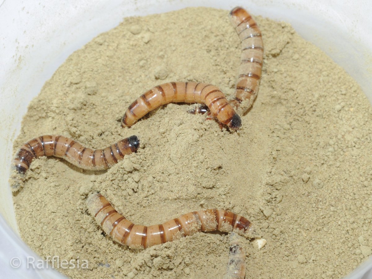 画像3: 爬虫類牧場パウ「コオロギ・ミルワームの餌」 (3)