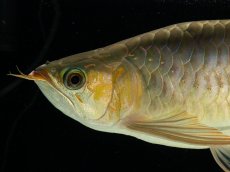 画像10: スーパーレッド （ショート個体） NO.444(下取り魚) (10)