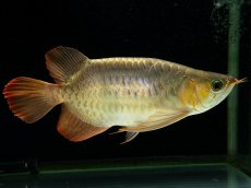 画像4: スーパーレッド （ショート個体） NO.444(下取り魚) (4)