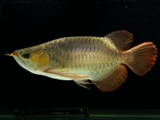 画像5: スーパーレッド （ショート個体） NO.444(下取り魚) (5)