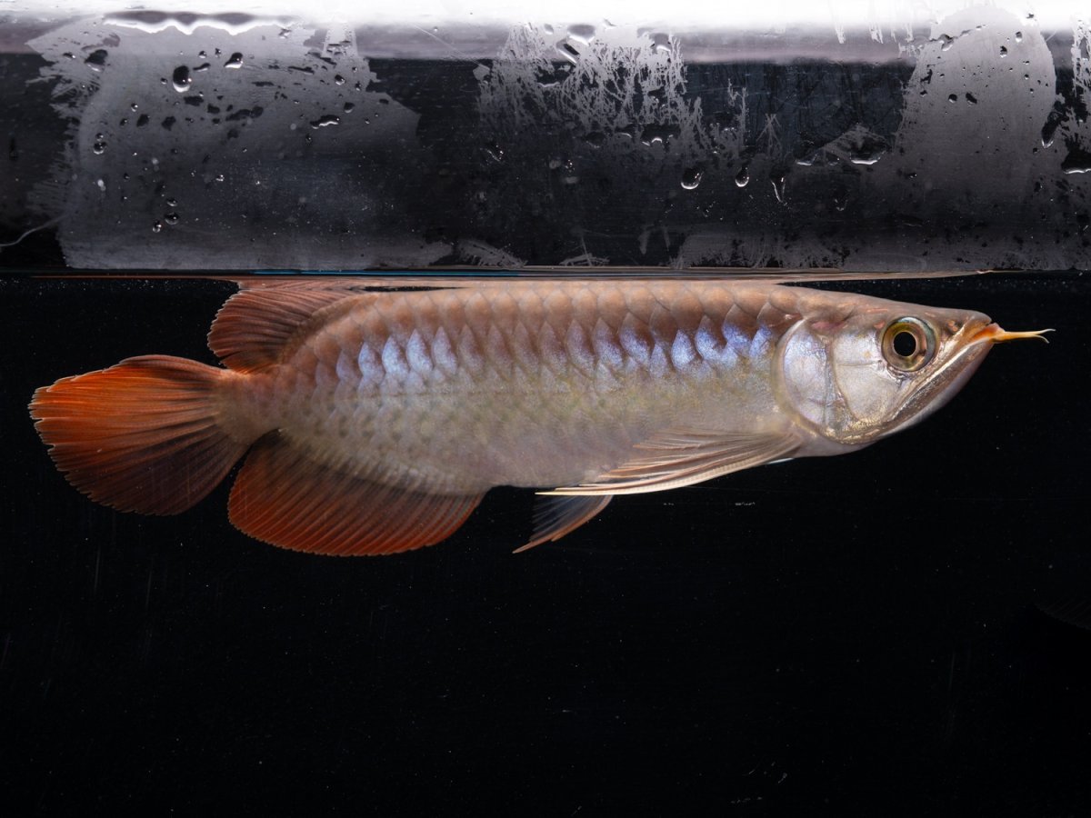 画像3: ダイナミックレッド NO.41（ディナミカカプアス産） (3)