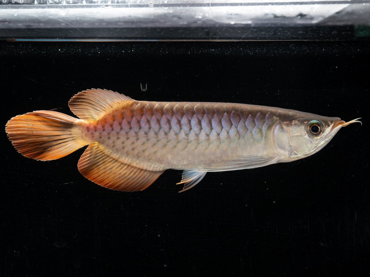 画像2: メタルレッド F3 NO.7（ディナミカカプアス産） (2)