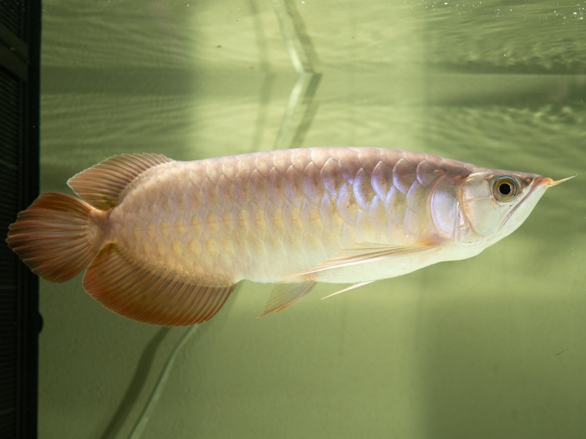 画像6: SUMO NO.14（小結） (6)