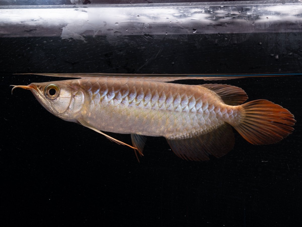 画像3: ダイナミックレッド NO.39（ディナミカカプアス産） (3)