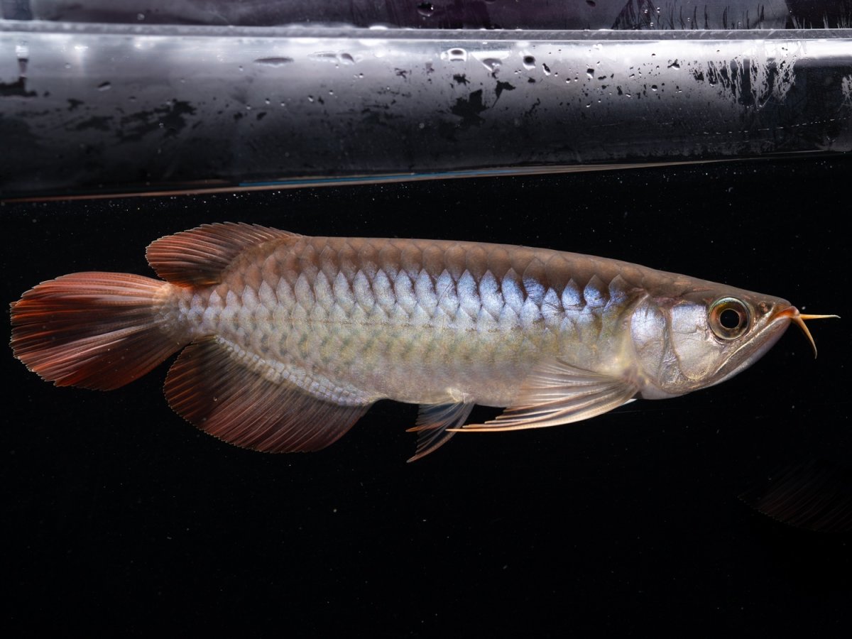 画像6: ダイナミックレッド NO.48（ディナミカカプアス産） (6)