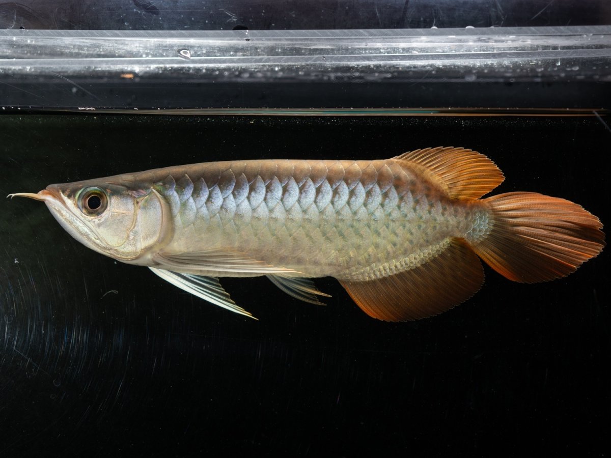 画像4: メタルレッド F3 NO.5（ディナミカカプアス産） (4)