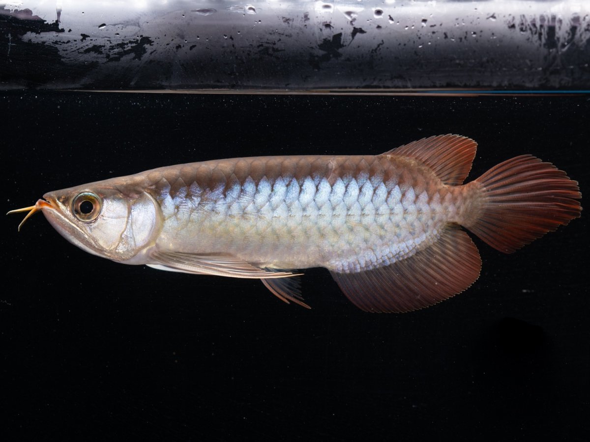 画像5: ダイナミックレッド NO.48（ディナミカカプアス産） (5)