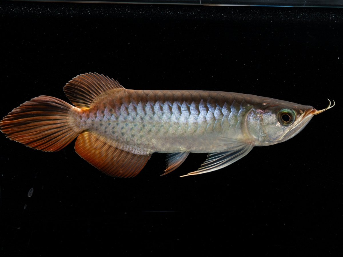 画像2: メタルレッド F3 NO.12（ディナミカカプアス産） (2)