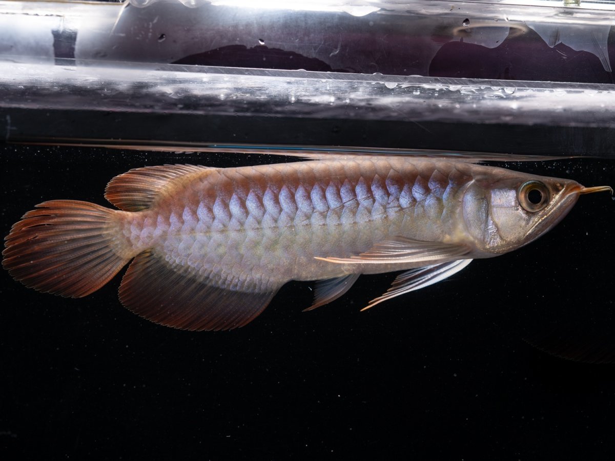 画像2: ダイナミックレッド NO.46（ディナミカカプアス産） (2)