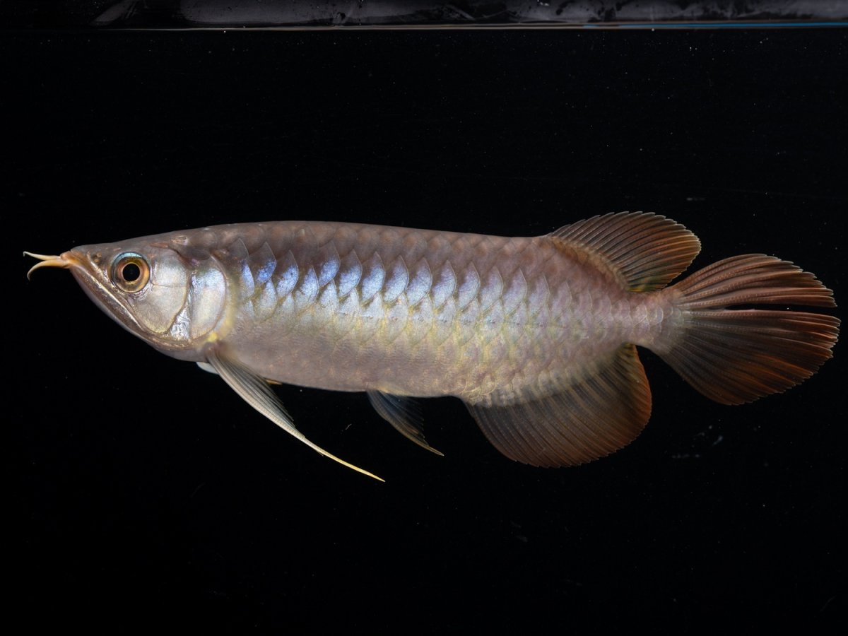 画像2: ダイナミックレッド NO.42（ディナミカカプアス産） (2)