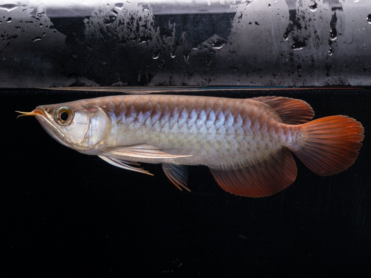 画像2: ダイナミックレッド NO.41（ディナミカカプアス産） (2)