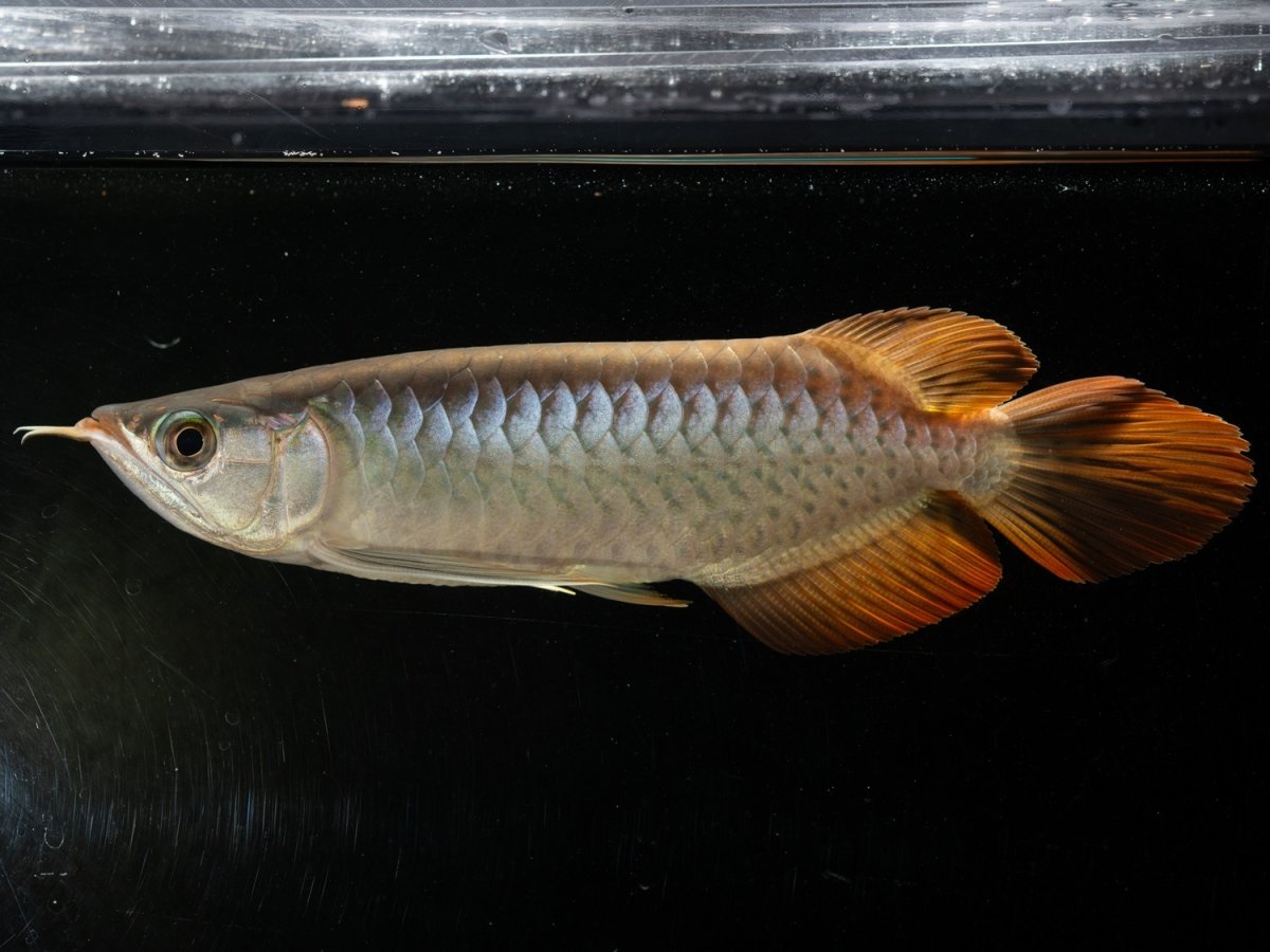 画像6: メタルレッド F3 NO.5（ディナミカカプアス産） (6)