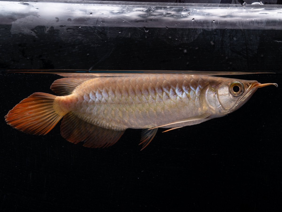 画像2: ダイナミックレッド NO.39（ディナミカカプアス産） (2)